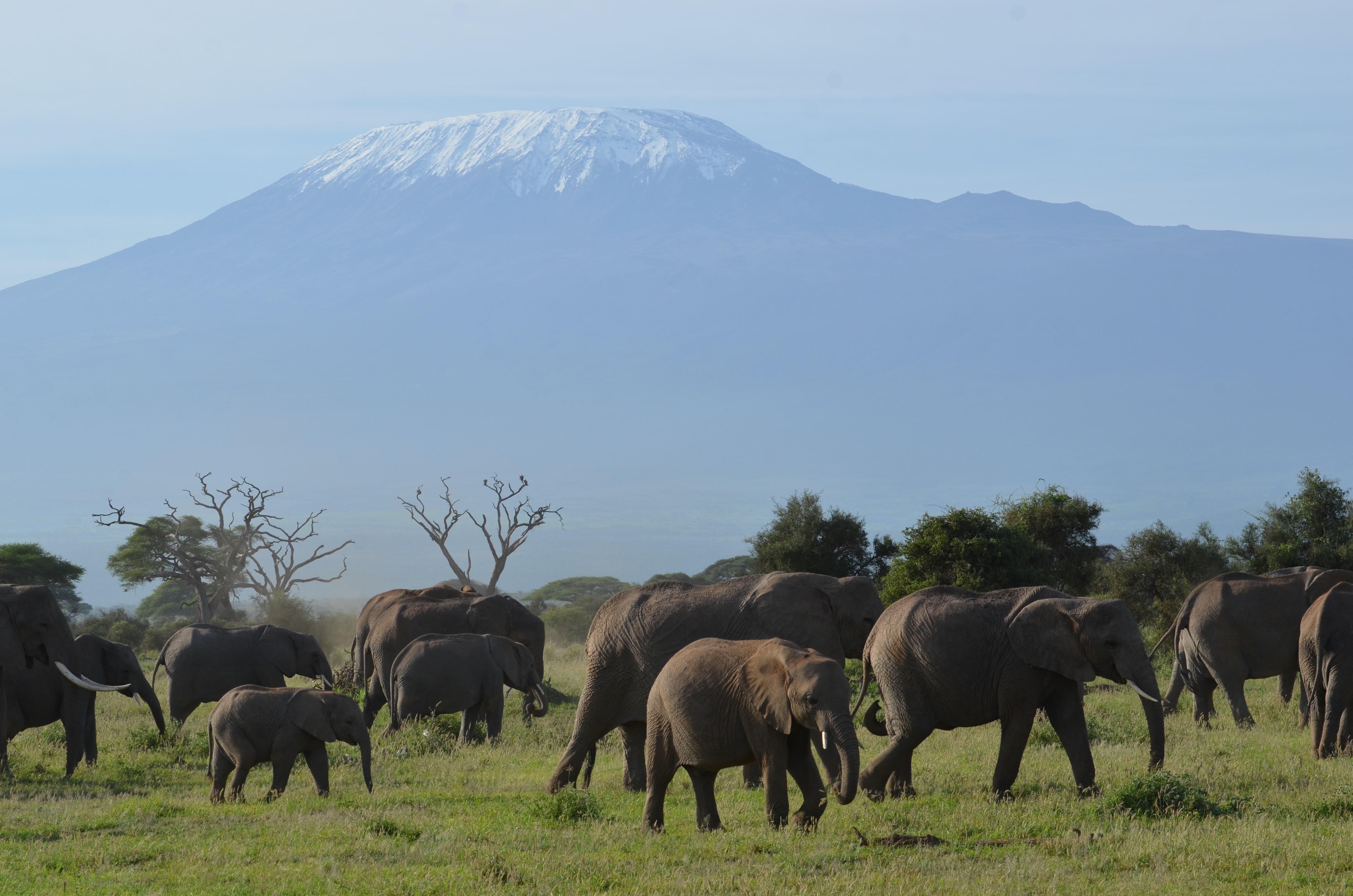 Elephant herd grazing beneath Mount Kilimanjaro