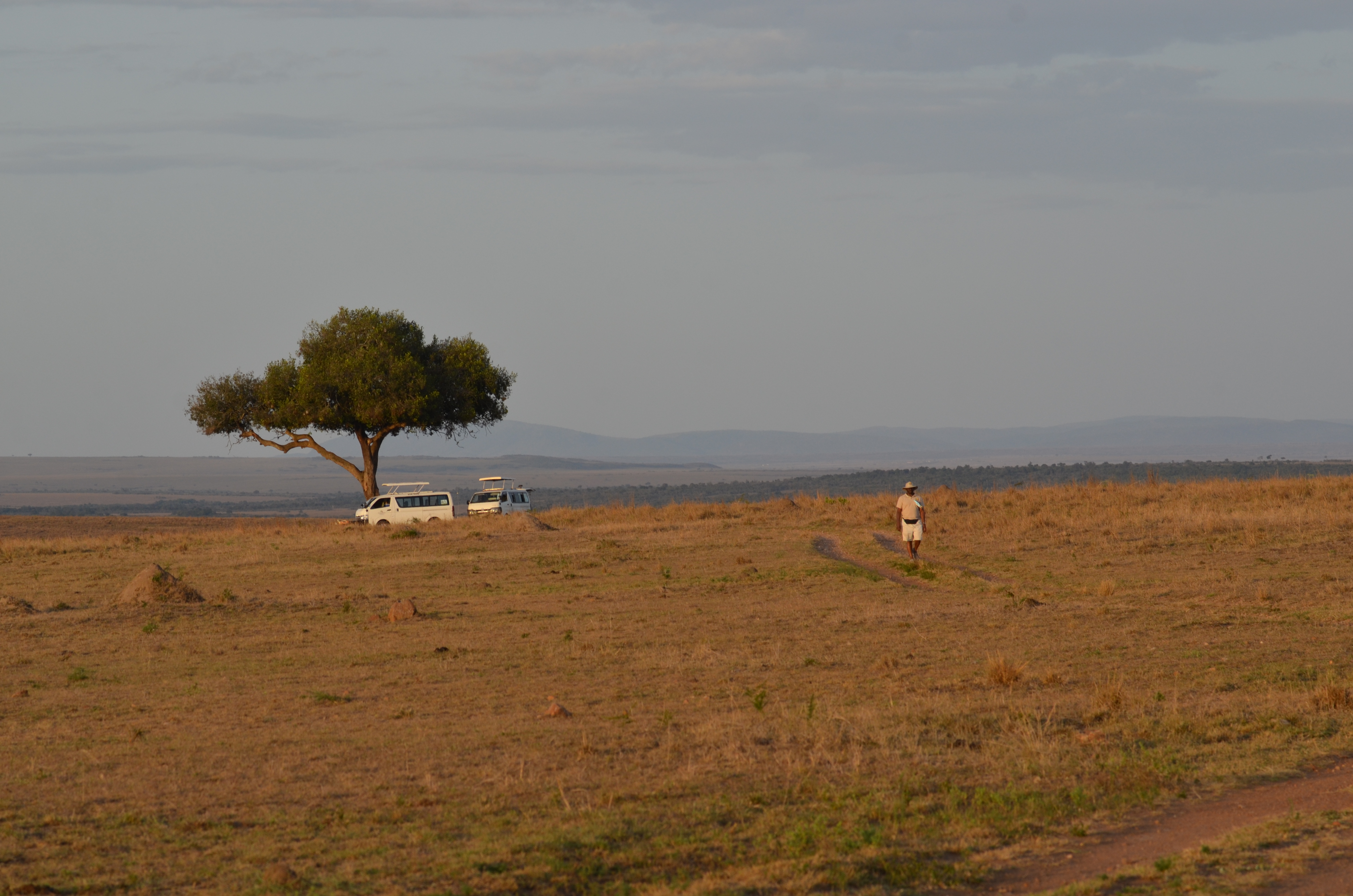 Safari vehicle beneath an acacia on the Mara plains