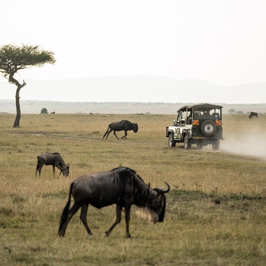 Wildebeest crossing the Mara plains